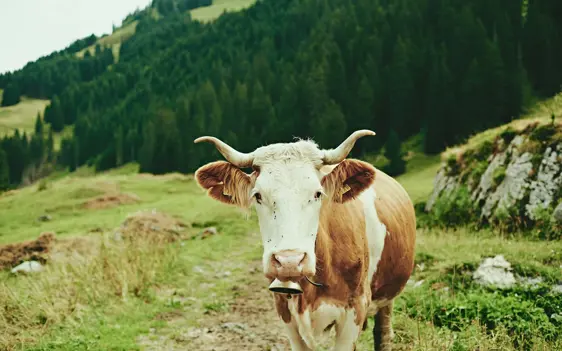 The Cambrian Adelboden Summer Activities 150725 201